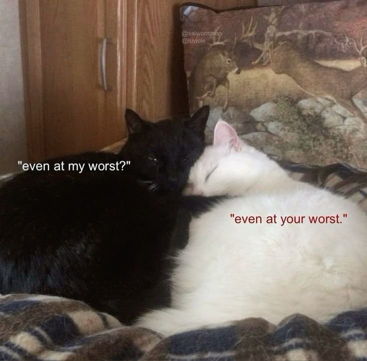 httpsosweet's tweet photo. https://t.co/PpJwcbeQbN