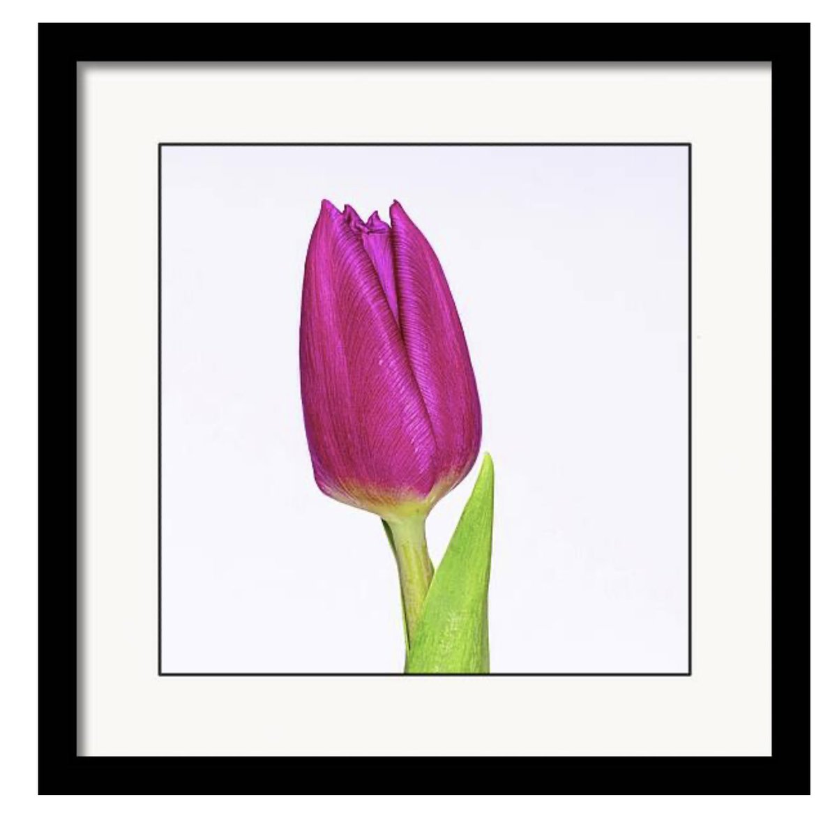Magenta Tulip #wallart and more..

HERE: 5-tanya-smith.pixels.com/featured/magen…

#WallArtDecor #wallartforsale #giftideas #FLOWER #tulip #tulips #BuyIntoArt #FillThatEmptyWall
