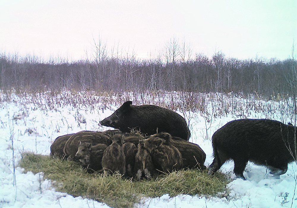 Wild pig experts divided over extent of the problem ow.ly/BNbI50RvTBE #westcdnag #cdnag