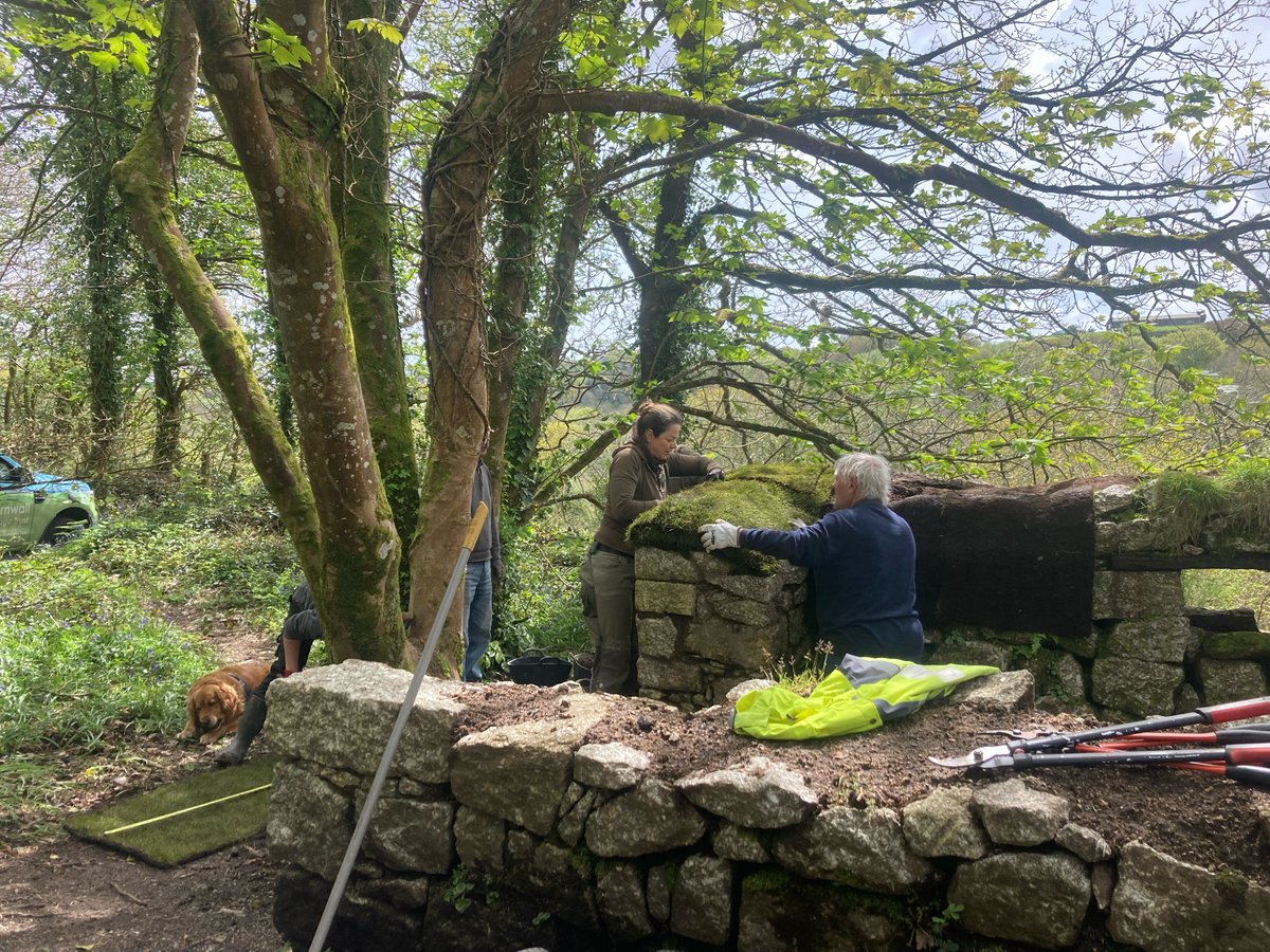 Heritage_Trust's tweet photo. This week, our Rangers, our Volunteering Officer and volunteers joined experts from the Old Light Building Conservation to start work soft capping the Crib Hut at Treffry Viaduct.

The work at the Crib Hut has been made possible by funding from @GWRHelp. https://t.co/DTWkbfIzAj