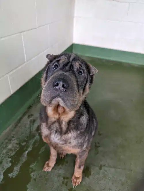 Please retweet to help Finnegan find a home #BIRMINGHAM #UK - REGISTERED BRITISH CHARITY Meet Finnegan, a resilient and charming Shar Pei who has captured the hearts of all the staff here. Finnegan’s journey hasn’t been easy; he arrived underweight, with fur loss, and sore skin.…