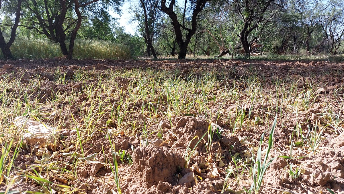 Developing landscape products – high-quality food from a distinct landscape that is linked to low-input management – is a strategy to landscape sustainability (doi.org/10.1038/s43016…). Two fascinating examples from Morocco: Saffron produced in agroforestry & argan cultivation.