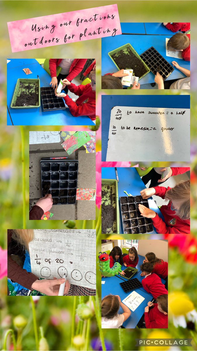 The rain didn’t stop Dosbarth 8 from getting outside to plant some seeds. We used our fraction knowledge to work out how to split the trays into fractions for each packet. #notinmissout #everydayisasunnydayatGarnteg @garntegprimary @mrsnunderwood95 ☀️ 🌸 🍅 🌶