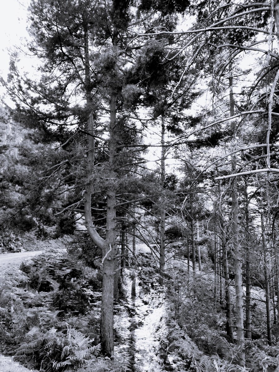 Paseo entre pinos #pinos #hacerfotos #blancoynegro #blackandwhitephotography #blackandwhite #nubes #monocrome