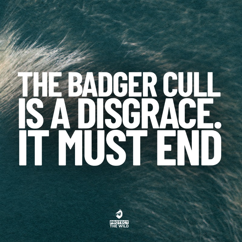 RT if you agree. Sign our petition to end the badger cull today: protectthewild.org.uk/badger-petitio…