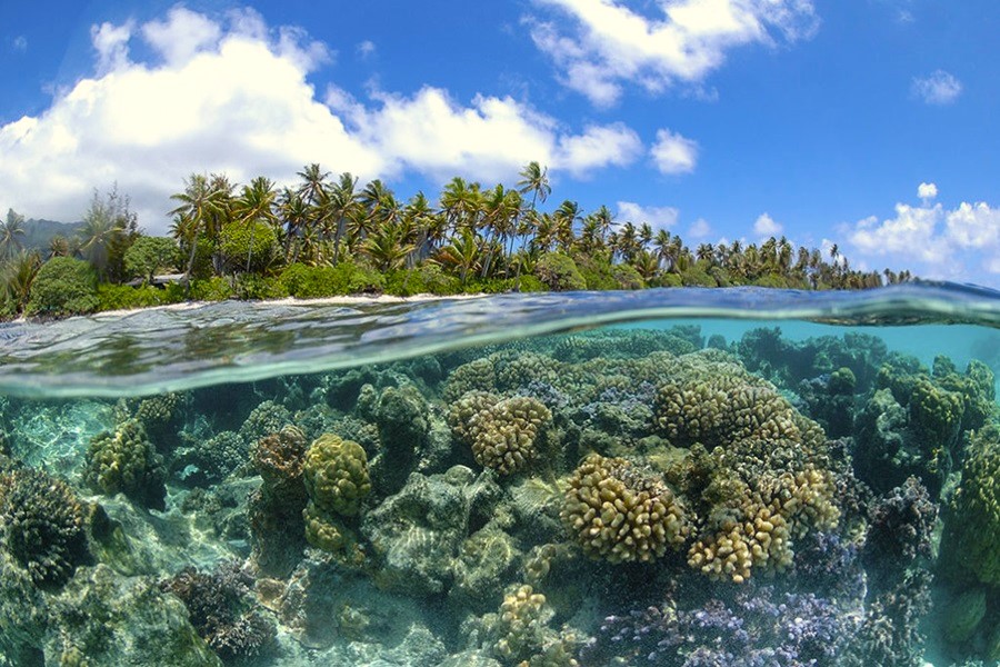 The Hawaiian Islands are home to one of the highest concentrations of marine species on Earth, including 85% of US coral reefs. These reefs are central to the local culture, foundation of many traditions, sacred ceremonies, and native diets. #WetTribe #TidetotheOcean #AlohaFriday