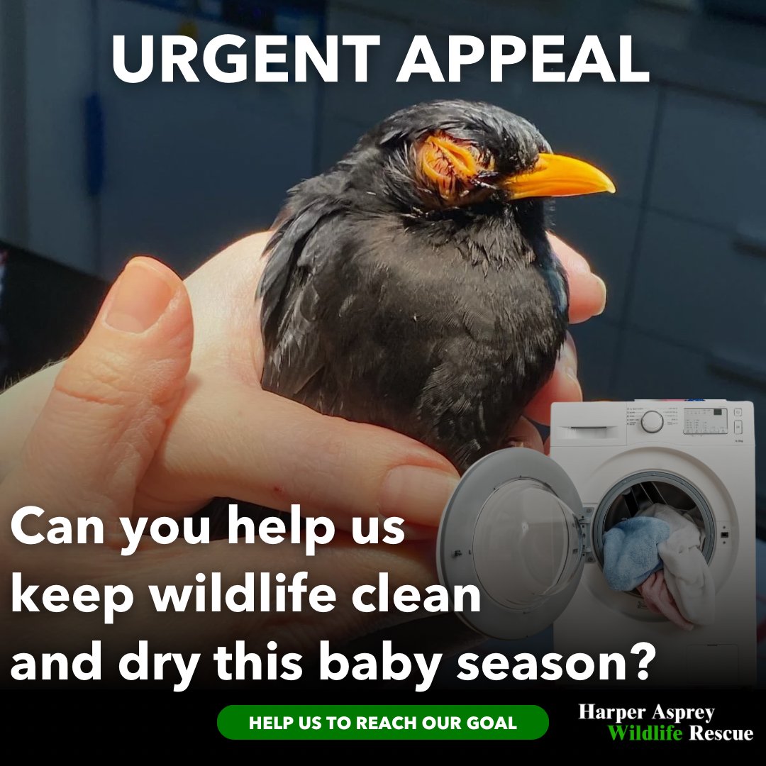 URGENT APPEAL. Can you help keep our precious wildlife clean and dry? We need new washing machines. If you can help @HAwildlife by donating, it will be a huge help. Thank you 💚 #WildlifeUK 🙏🦊🍃 hawr.co.uk/?form=laundryf…