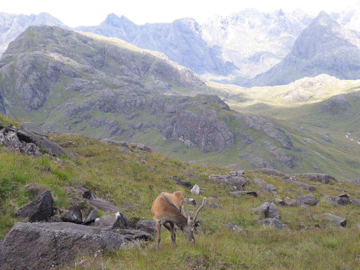 @StormHourMark Young Stag in Skye #StormHour #thephotohour #Skye #Scotland #Stormhourthemes