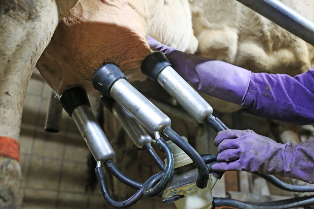 Case report bolsters evidence for H5N1 avian flu spread from cow to Texas dairy worker The patient worked at a farm where the illness was suspected in cows and in a region where H5N1 was confirmed in other dairy herds. ow.ly/4njz50Rw8gp