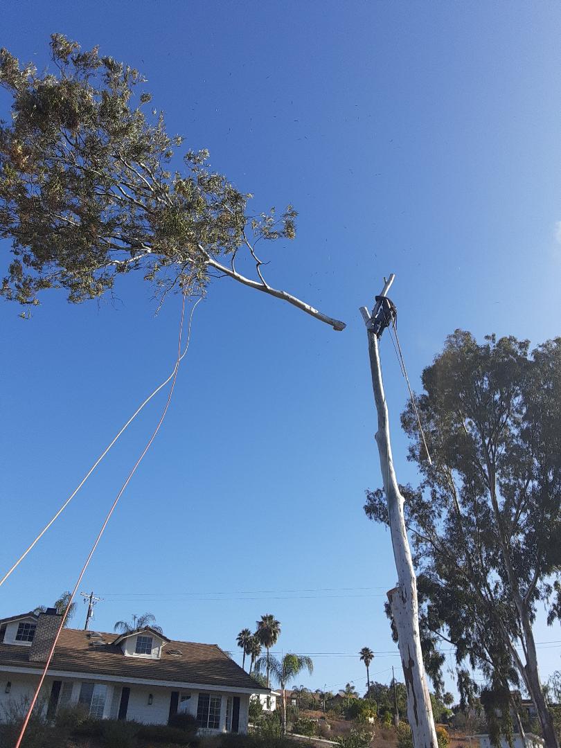 Tree Removal - We have the techniques and experience to make every job safe, fast and fun.  Check it out:bit.ly/remove_trees