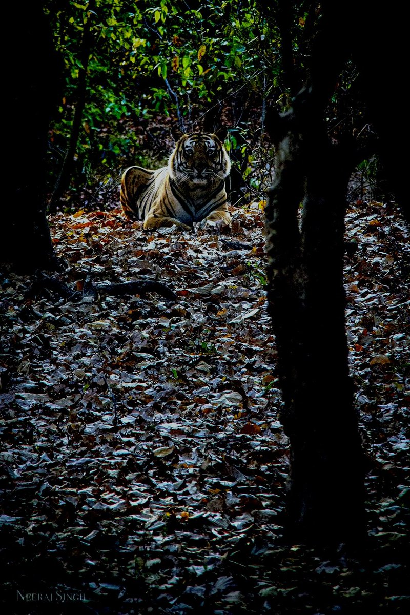 International Leopard Day!
आज के दिन यह सब कुछ अविश्वसनीय है! मुझे भी खु्द विश्वास नही हो रहा है
#visitindia #Indiatourism #India #Indiatravel #Wildlife #InternationalLeopardDay #Leopard #ExploreJimcorbettpark  #TravelDhikala #bijnorTourism #uptourism #bijnor #wildlife
