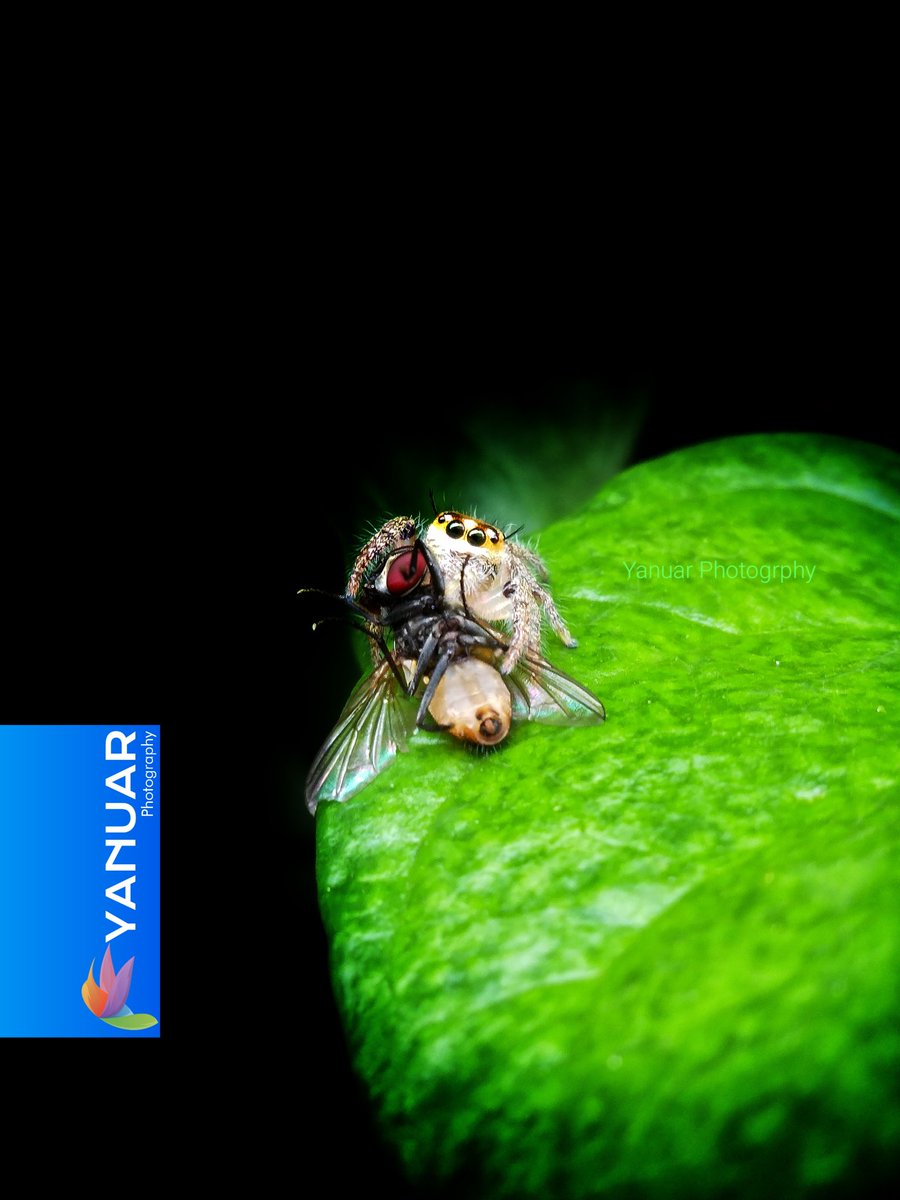 Hyllus spiders prey on flies.

#photography #photo  #photograph #photooftheday #photographylovers #nature  #natural #naturelover #NaturePhotography #macro #macrophotography #photographyart #NaturePhotograhpy
