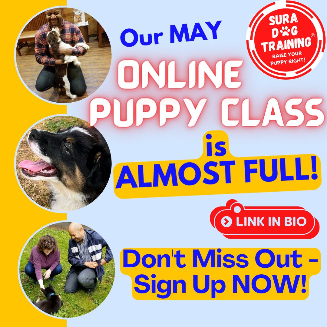 SuraDogTraining's tweet photo. 🚨Our May #OnlinePuppyClass is ALMOST FULL! DON'T MISS OUT - Sign Up NOW! 💥 👉 https://t.co/CEJkyqg5Qy
#dogs #puppies #Dogmom #cutedogs #dogtraining #puppytraining #puppyclass #dogsoftwitter https://t.co/BvQx2BkUHB
