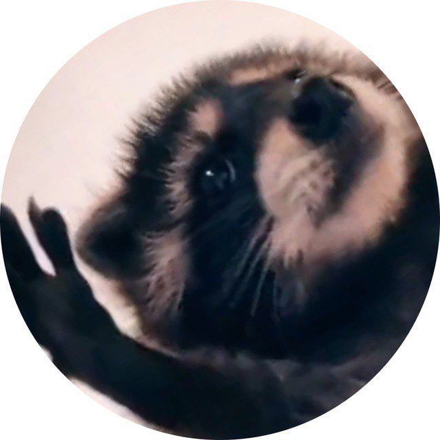 rlkyaawz's tweet photo. @cryptojack Get ready to laugh your way to the moon with $PEDRO token - inspired by the legendary raccoon meme! 🌕🦝 
Don't miss out on the funniest ride in crypto!   X: @RaccoonPedroSol
$PEDRO #SOL https://t.co/8bBYAv1MhN