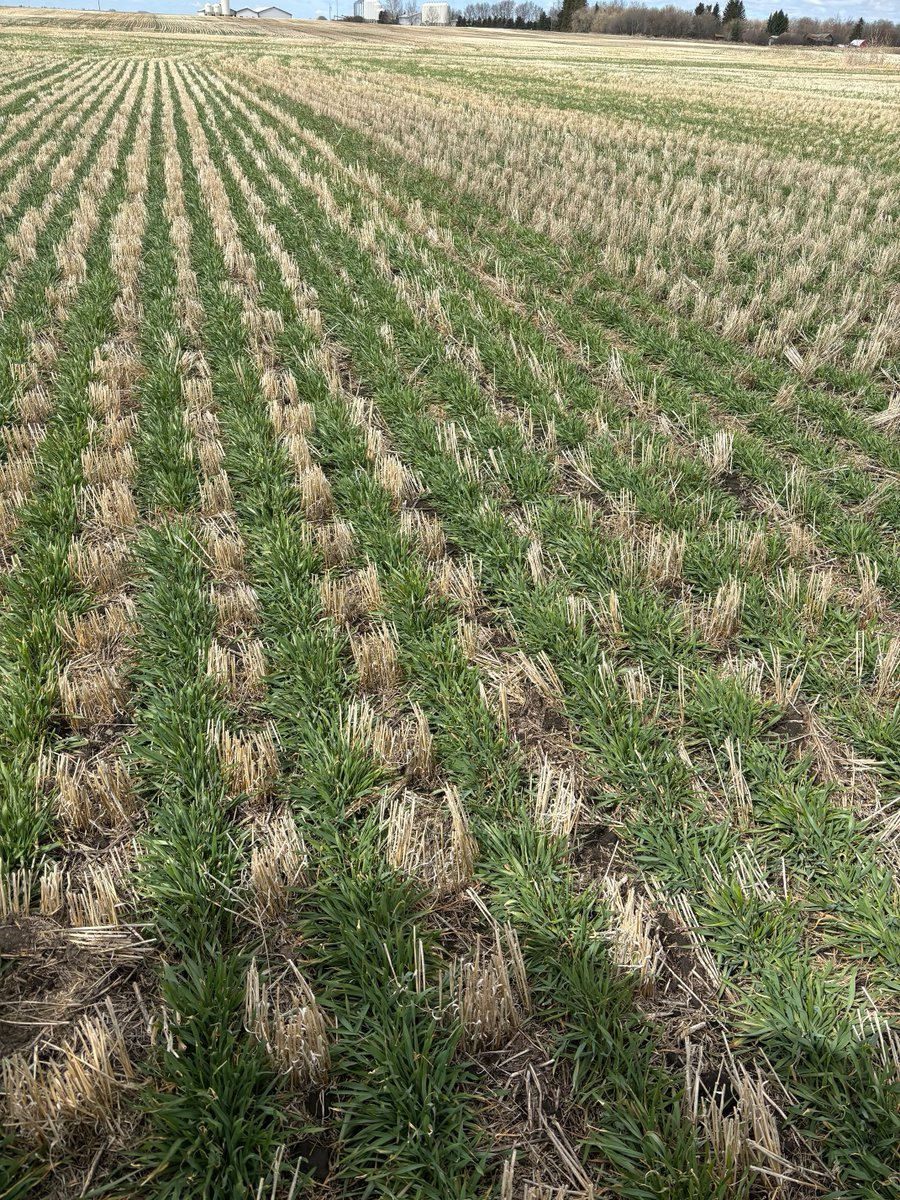 KWS Serafino hybrid fall rye near Rosalind AB looks amazing 😍
stampseeds.com/kws-serafino-h…
#WestCdnAg