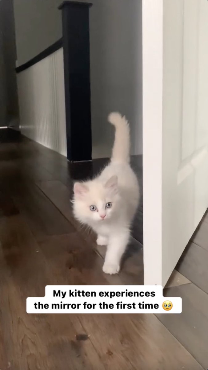 oh hi, this is Gatto the kitten experiencing his reflection for the first time 🥹 🎥: gattoragdoll instagram.com/reel/C6hAVfDPL…