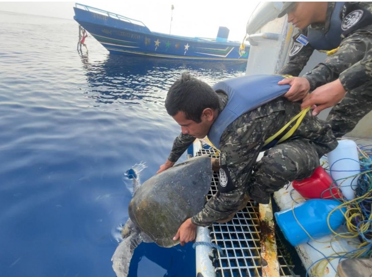 La Fuerza de Tarea Naval Tridente de la Marina Nacional, rescató a 2 tortugas marinas que se encontraban atrapadas en redes que son usadas por pescadores. Las tortugas, que fueron puestas a salvo y liberadas por nuestros marinos, fueron ubicadas a 250 millas náuticas de nuestras…