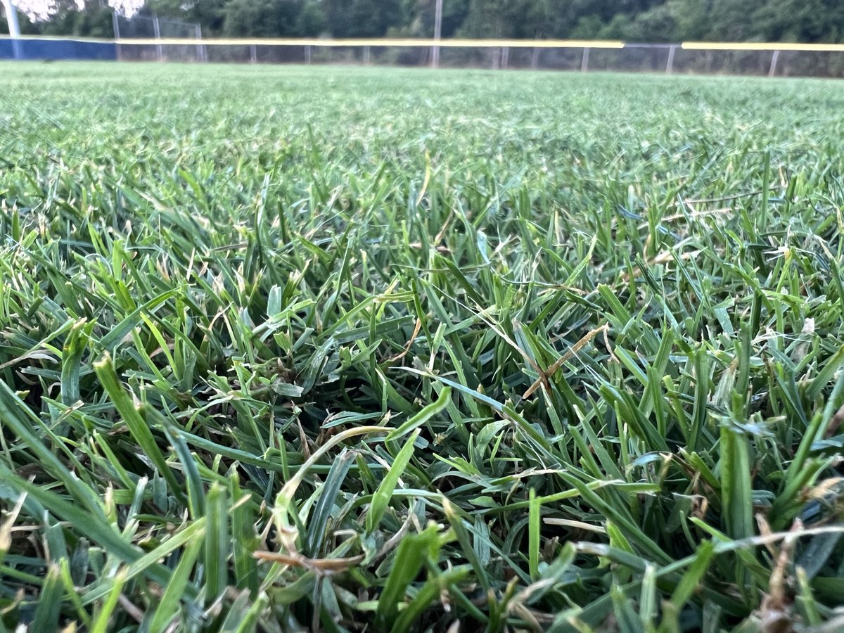 TrimaxMowers's tweet photo. Thanks to @GlobalTurfEquip for delivering this Procut S5 237 fitted with our Quattro Blade System. Ellis Turf has chosen the Procut for its presentation abilities and &amp; the double-roller feature that helps to maintain an even playing surface helping protect their elite athletes. https://t.co/66GnwbEqAT
