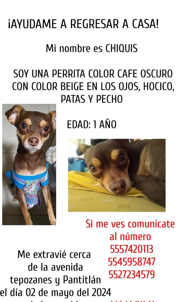 #rt #sos #difunde #perroPerdido #ayuda