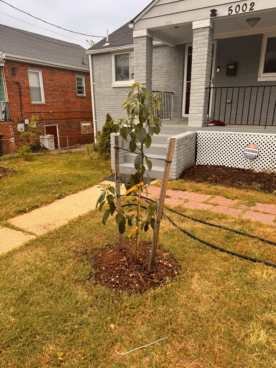 Planted an avocado tree in the front yard. Supposedly cold-resistant for several days down to 15 degrees. We’ll see what happens. What I’m saying is within three years I’ll be existing solely on guac.