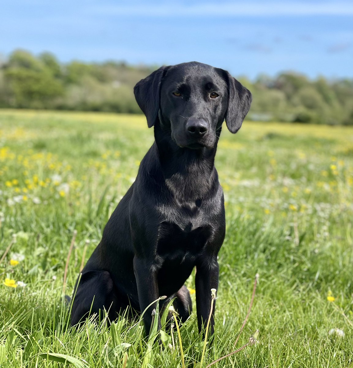 MissEmmaT1's tweet photo. Lovely day off with Walter https://t.co/8Opi4m2m8V