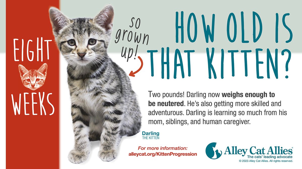 At 8 weeks old, kittens are getting more skilled and adventurous. They're learning so much from their mom, siblings, and, if they have one, their human caregiver.

Learn more kitten age milestones at alleycat.org/KittenProgress…