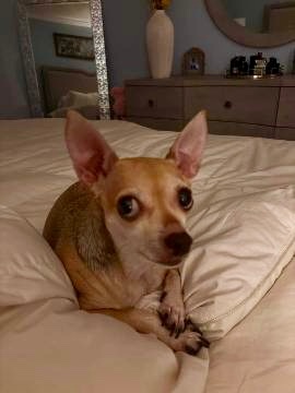 MIMI IS MISSING IN THE BRONX: last seen at Morris Park and Hunt Avenues. She's chipped: 956000005044465. If you've seen or found her please call 800-252-7894 and PLEASE RT MIMI!
