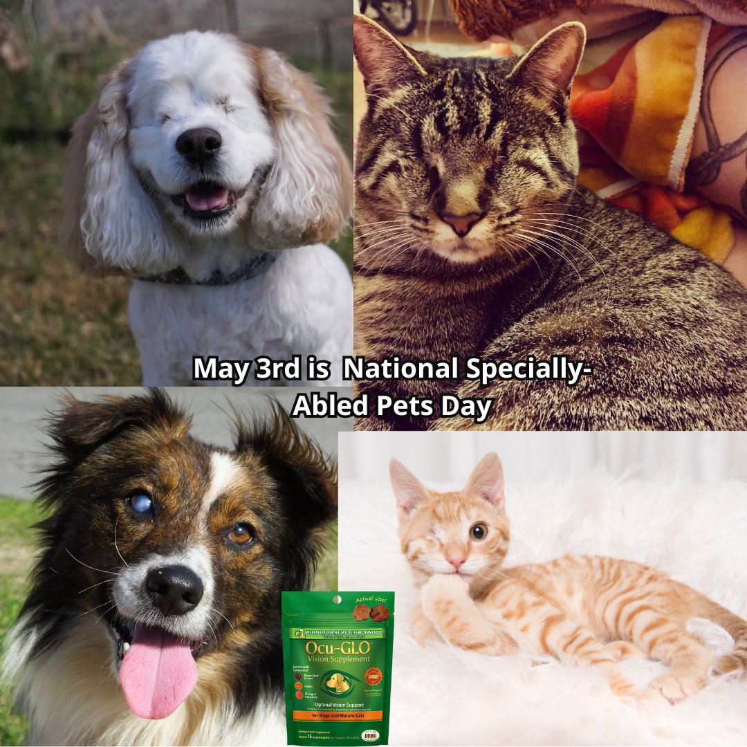 ocuglo's tweet photo. Today is a day to celebrate how wonderful it is to share our lives with specially-abled pets, and to encourage everyone to not bypass a pet just because they are different, but to love, support, or even adopt one of these amazing pets! https://t.co/bfFWUiPQRu
