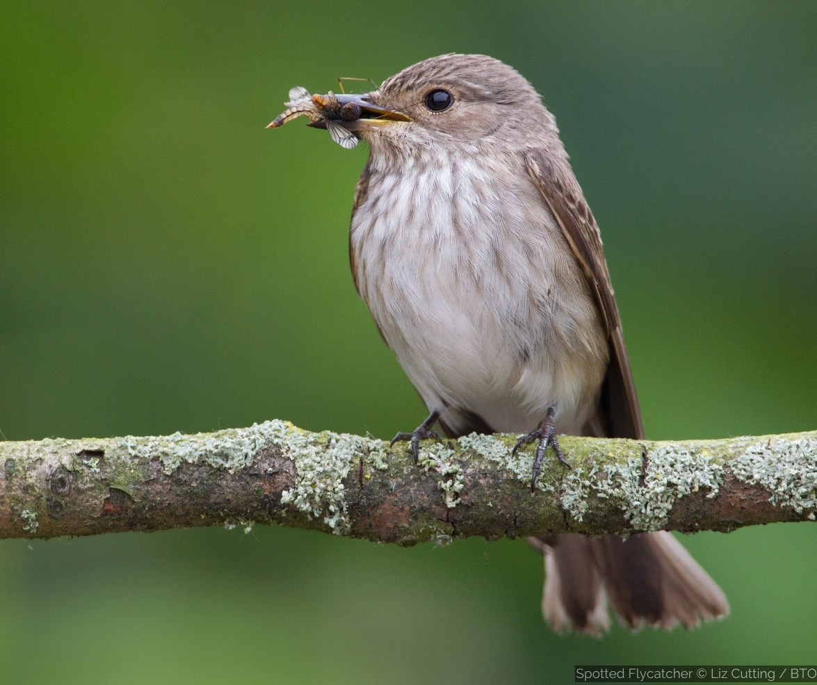 Spotted Flycatchers incoming😀 Although not as numerous as they once were, this species should arrive in numbers according to this week’s @BirdTrack migration blog. Also discover how weather may have influenced the #BTOCuckoos migration. Have a read➡️ bit.ly/4dlhpwV