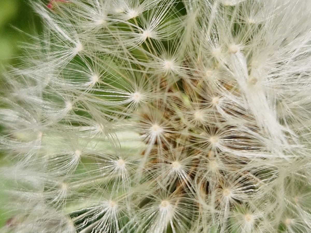 #GoodnightTweetHearts  so pleased that at least one #dandilion    Managed to escape the  beheading  that takes place in our garden by my hubby and the worse gardener in the world🥰 #DandelionApprectiation   #SweetDreams   #FridayFeelings