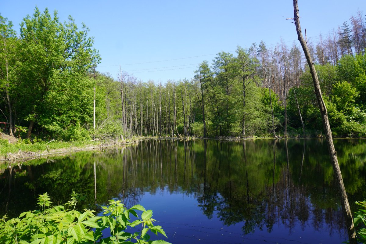 lake I found in the Donetsk region near Sviatohirsk I took a rest at such a beautiful country when it isn't scarred with bombs🇺🇦