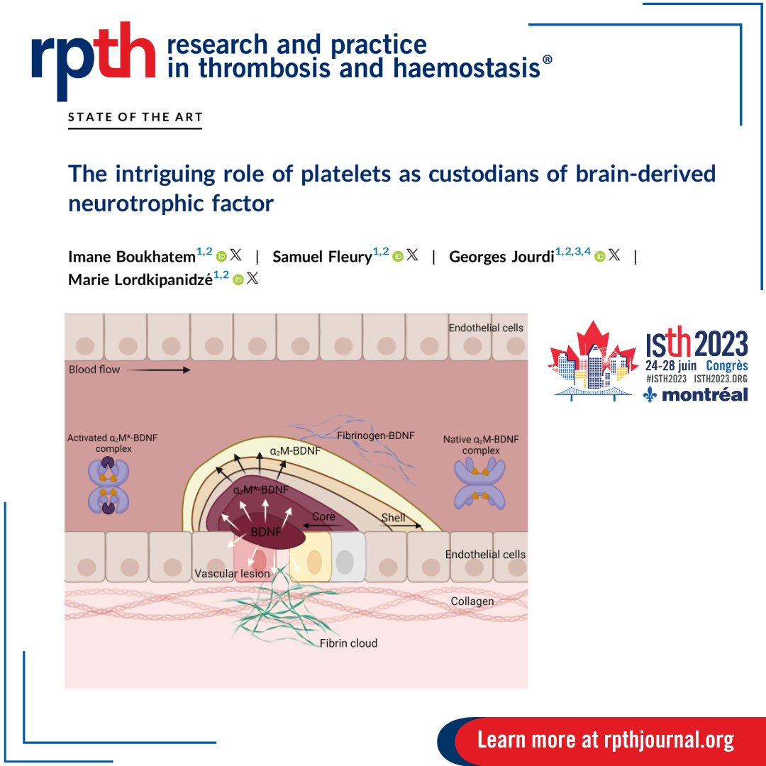 🧠 Platelets and neurotrophins: A fascinating connection from #ISTH2023! Brain-derived neurotrophic factor in platelets plays a role in clot formation & may have protective effects on 🫀 health. @ImaneBoukhatem @SamuelFleury7 @GJERDI @Mtl_PlateletLab rpthjournal.org/article/S2475-…