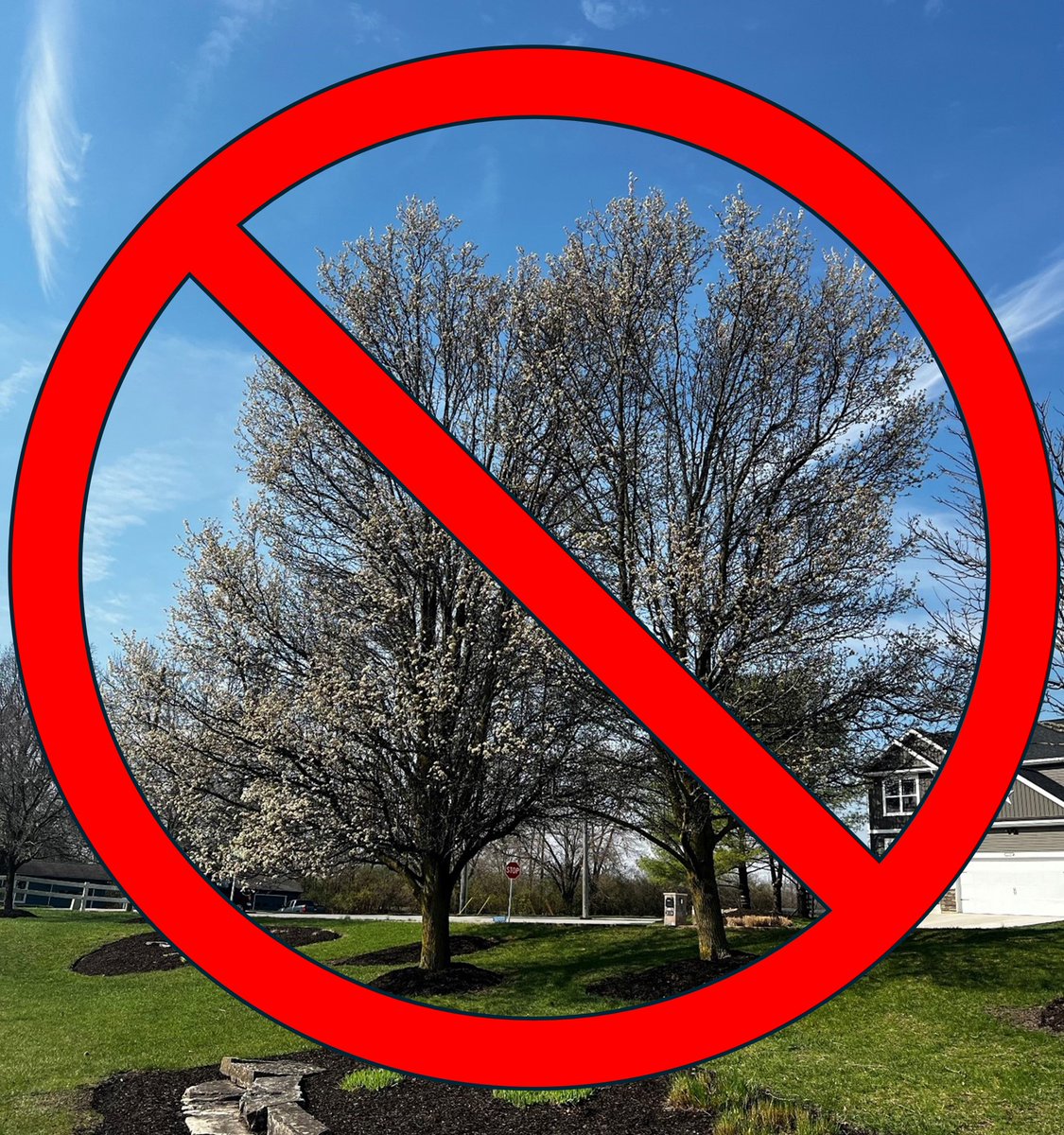 Don't be fooled by the beauty of Bradford pear trees...this new article from Purdue University's Landscape Report, author Brad McCallister, gives some history &amp; insights on why they are aggressive &amp; undesirable ...&amp; what to plant instead (pic from article) purduelandscapereport.org/article/invasi…