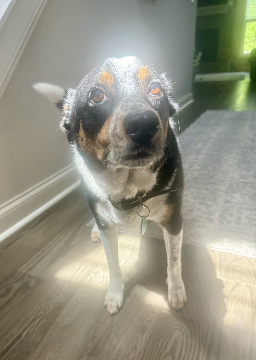 MayleePup's tweet image. Hello friends. You know that sometimes things are hard but I want you to know that it’s going to be ok. We’ll get through this together. ❤️🐶❤️