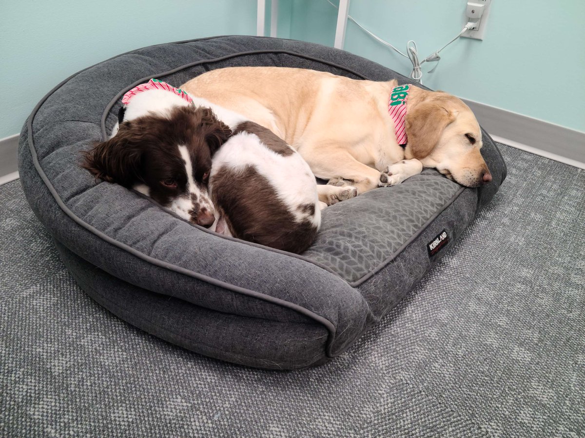 Dreaming of milk-bones 🍖 and chew toys. 🥎
Sarabi and Cooper cozy up for a mid-day nap! 🐶💤

#FurFriday #Puppylove #therapydog
