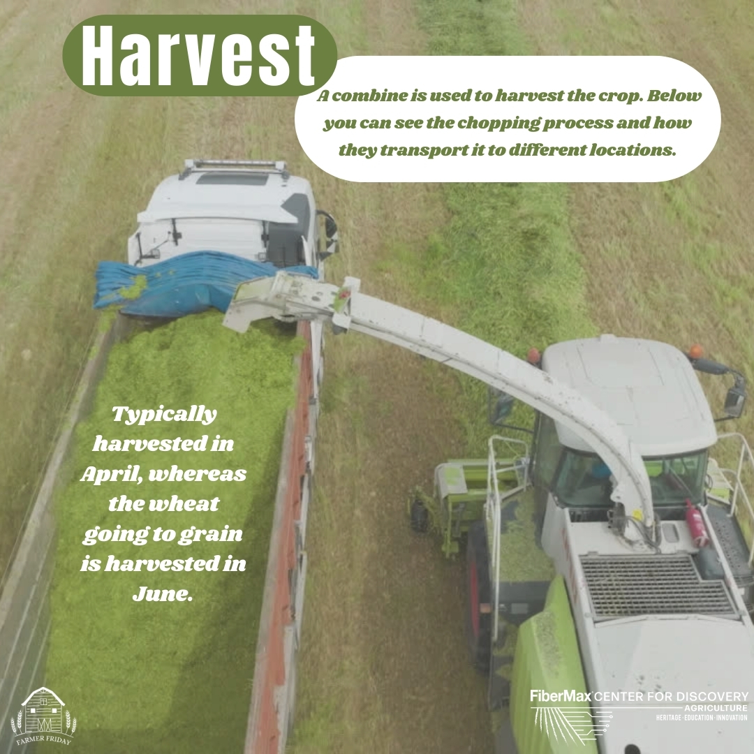 Happy #farmerfriday 👨🏼‍🌾 Today's post is all about wheatlage and the harvest process. Did you know any of these facts? #fibermaxcenterfordiscovery #agriculture #wheatlage #ageducation