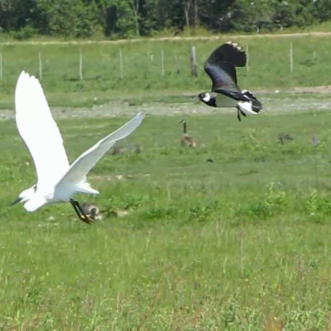 Lapwing chasing Little Egret