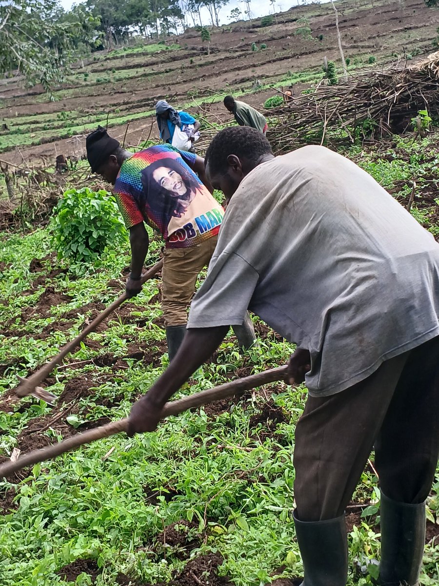 As the season kicks off, we are not left behind.

Value Chain: Irish Potato
Location: Meru, Arusha
Planting Date: May 03, 2024.
Harvesting Date: Oh! Farming is a profession of hope, we hope for the best.
#YouthEmpowerment 
#FarmLife 
#SDGs