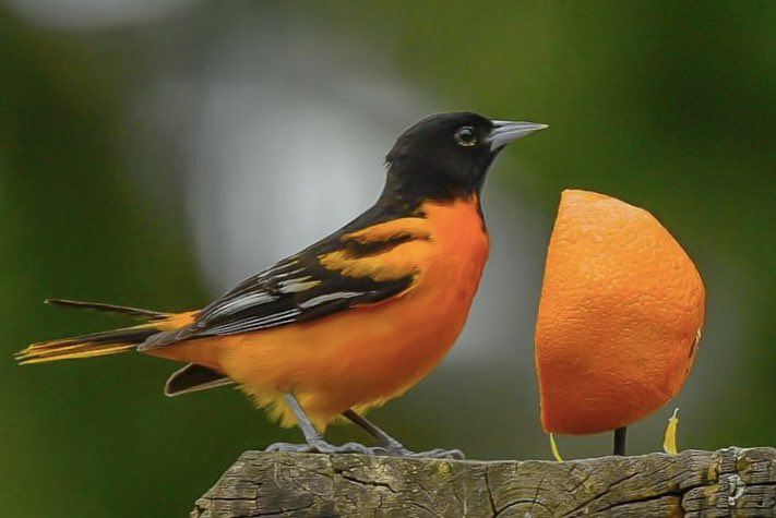 Baltimore Oriole on #CapeCod 
By ~ Ken Stuart