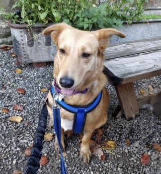 millypod1's tweet photo. 🆘30 APR 2024. MISSING AFTER HOUSE FIRE😢
#Lost Daisy #ScanMe LOCAL HELP NEEDED.
Light Brown Cross Breed Female
St. Martins #Oswestry #Shropshire #SY11 https://t.co/LevBqcCvVO https://t.co/LmEOaMdGlh