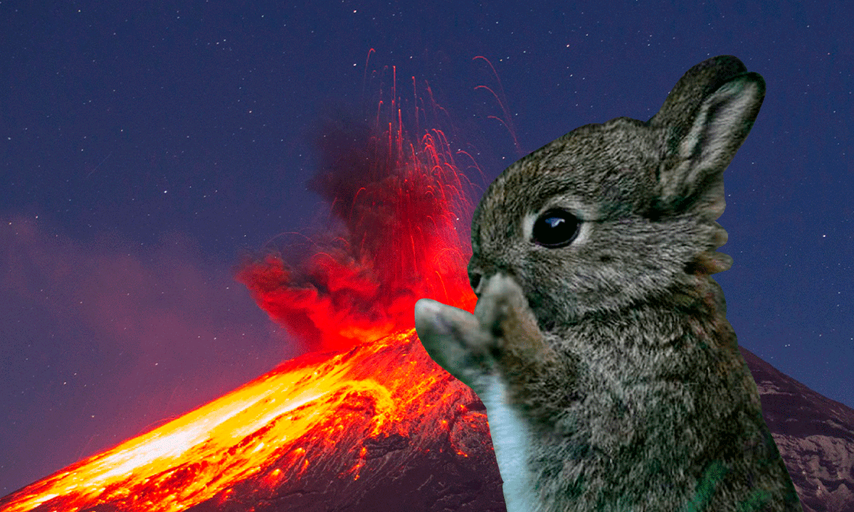Teporingo Rabbit Conejo De Volcán Teporingo