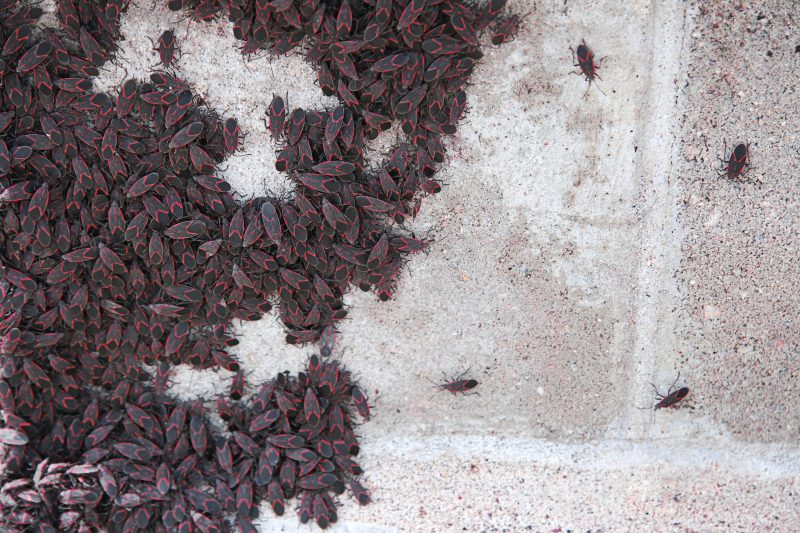 Have these bugs infiltrated your home? Here’s what you should know trib.al/q1ZJizR