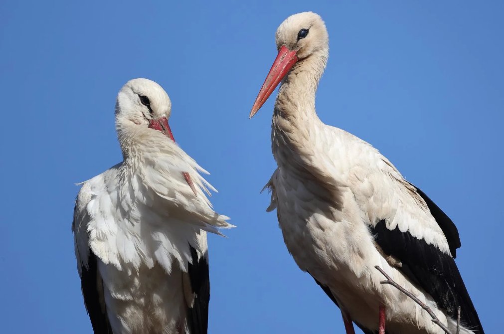 Friday Feature Photo: 'White Stork' submitted by GF employee Christian Grünsfelder from our Dresden team. #GFphotoFriday