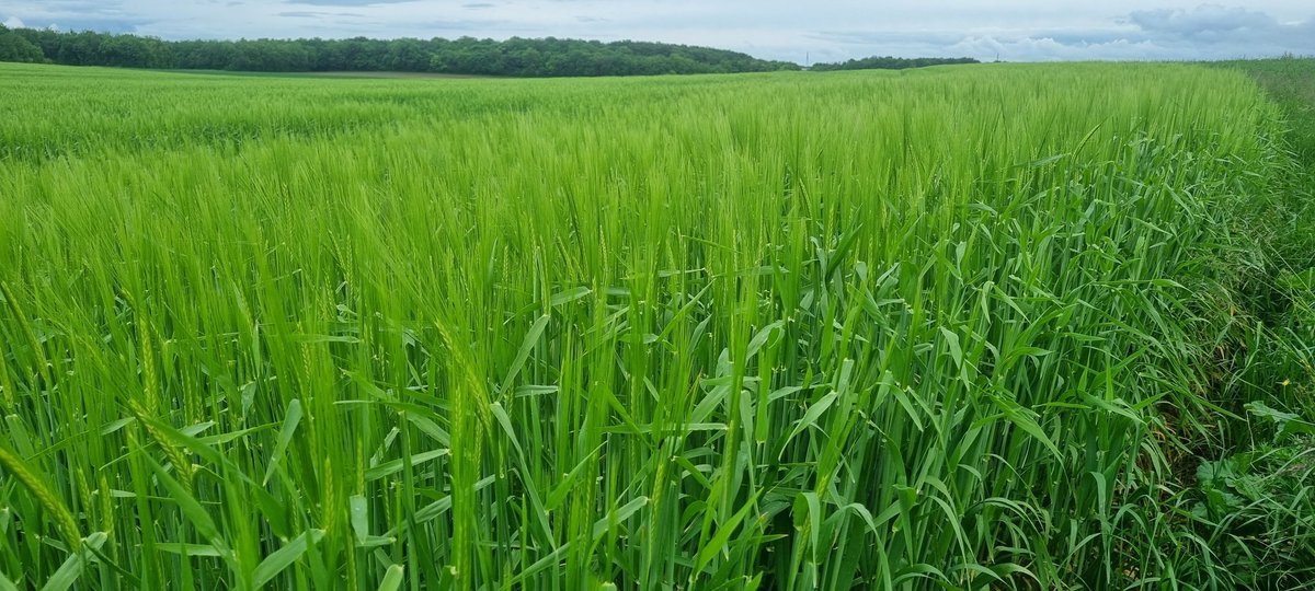 bubu1664's tweet photo. Reçu toile de tente
Yen a qui vont faire du camping 🙈
L'epiaison de l'orge d'hiver est bien enclencher 1ere étamine
Pois de printemps de janvier au semoir ou à la volée
#agriculture #observation #FrAgTw #tordeuse #pois #orge #semis2024 https://t.co/8fZytij8Mh