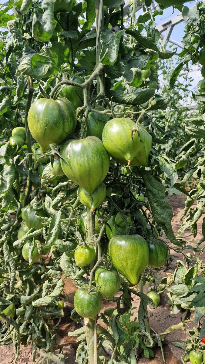 Les primeres Tomates Valencianes del tipus 'Masclet' (Francisco Esteve Orts, Meliana)
Estem millorant-les per a resistencia a ToMV,TSWV, Fusarium y Nematodes al projecte AGROALNEXT.
#TomataValenciana
#TomataValencianaMarcaCV
#Agroalnext