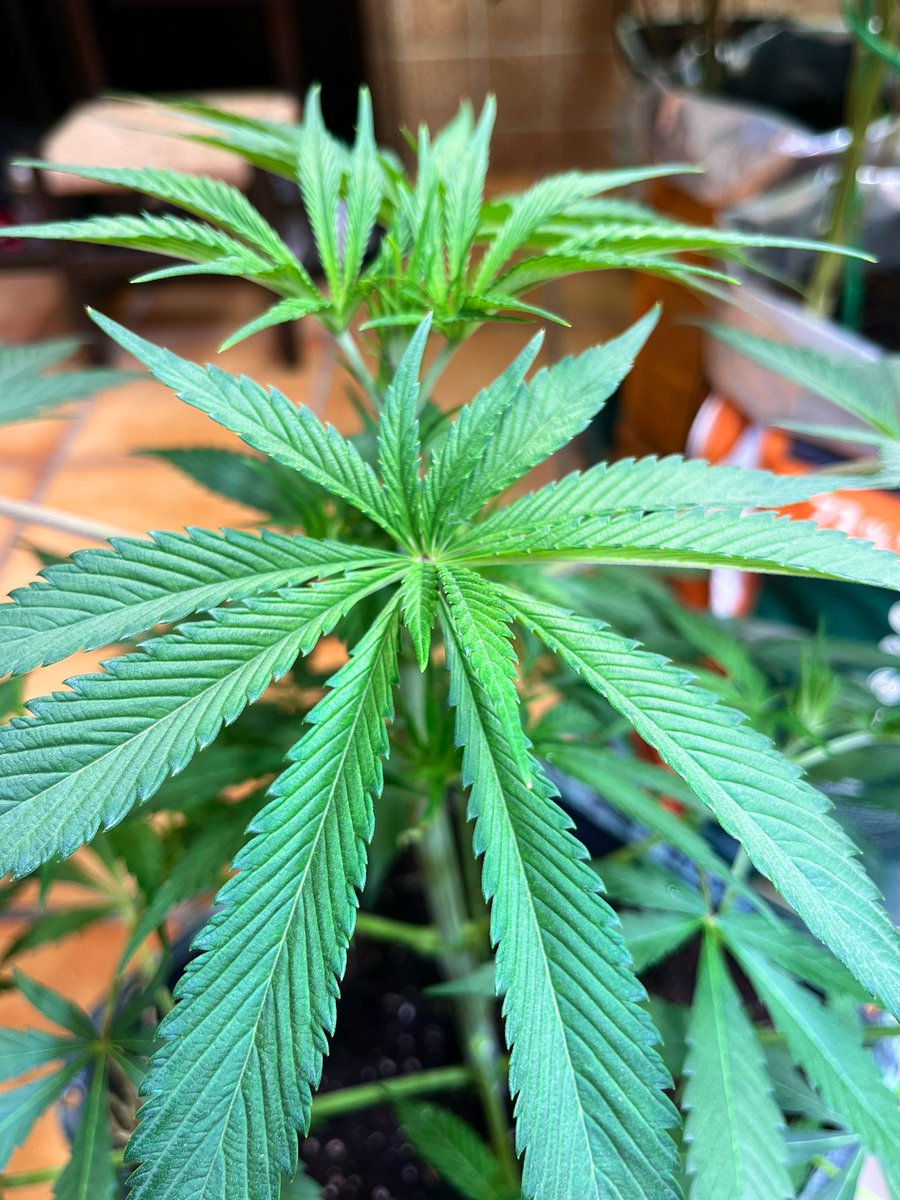 Mi chica 🐉
Rarezas del cannabis 💚