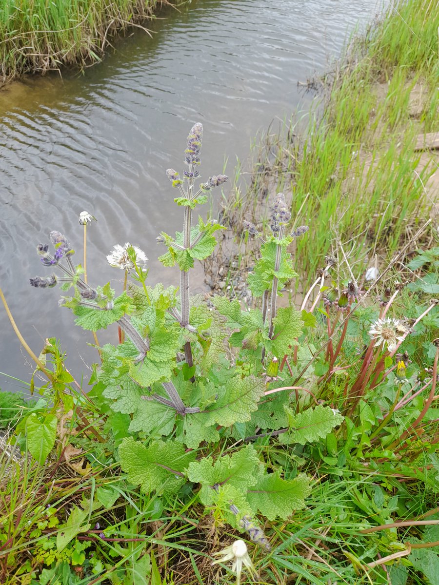 Brilliant to find Wild Clary on the bridge at Duncannon, Wexford today. Thought to had died out from the site in 2014 when 1 plant was seen on the dunes. @bsbi