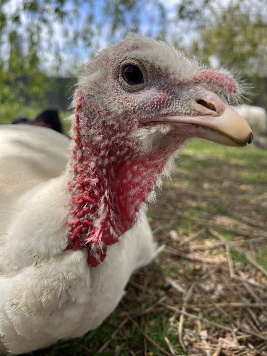 Our first public education tour of the season is TOMORROW! There’s still time to get a 10am ticket - Lesley highly encourages you to do so. woodstocksanctuary.org/visit