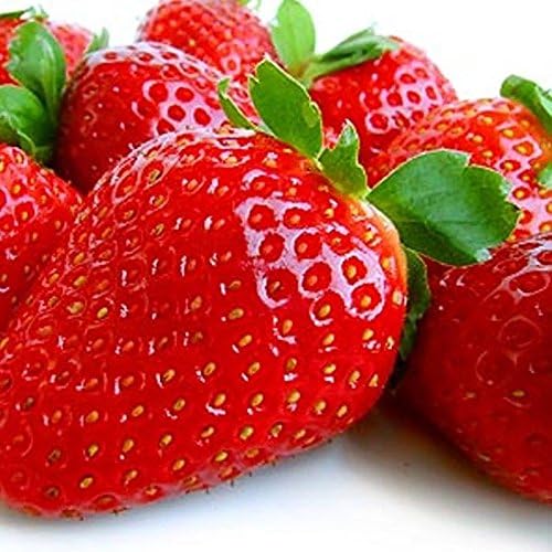 In Season:
Strawberries.
Like apples, strawberries come in thousands of varieties, although few people can name them. All date back to a chance romance between two wild plants in a Dutch garden around 250 years ago.
farmersmarketonline.com/guides/strawbe…