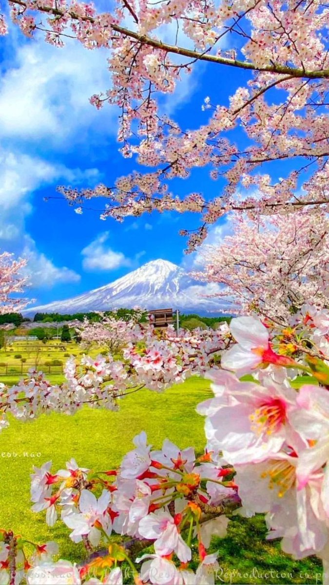 Mount Fuji Japan 🌸